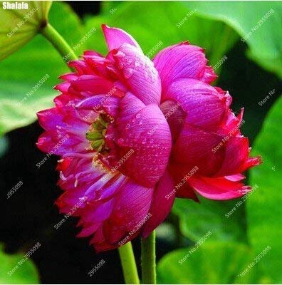 SwansGreen 5 : 10pcs/ bag Exotic B Lotus Seed Hydroponic Aquatic Plants Flower Pot Water Lily Bonsai Potted Ornamental Plant Easy to Grow 5