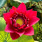 lotus samen indoor - lotusblume samen, zimmerbonsai bonsai, garten geschenk, schattenpflanzen lotussamen schalenlotus exotische samen, hochbeet samen seerosen für teich winterhart, 30pcs