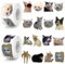 GwaOery 500PCS Meme Cat Stickers Roll, Cute Cat Decals Thank You Stickers Waterproof Vinyl Aesthetic Sticker for Water Bottle Laptop Skateboard Luggage Car, Party Bag Filler Favours for Boys Girls