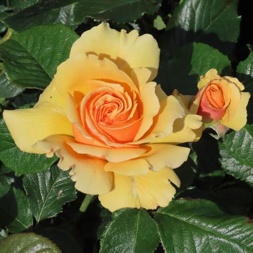 YouGarden Robert's Rose, Established Plant in 4 Litre Pot, Ready to Plant, Fragrant Amber Yellow Flowers, Grow in Patio Pots, Garden Beds, or Borders
