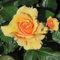 YouGarden Robert's Rose, Established Plant in 4 Litre Pot, Ready to Plant, Fragrant Amber Yellow Flowers, Grow in Patio Pots, Garden Beds, or Borders
