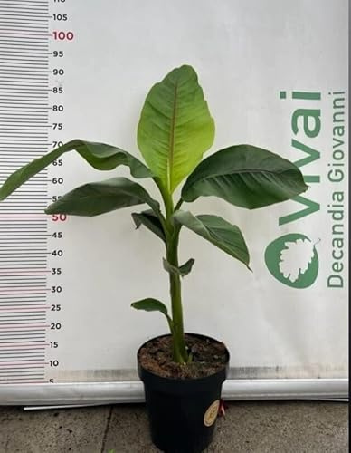'MUSA BASJOO' PIANTA DI BANANO GIAPPONESE A CESPUGLIO IN VASO 23 (foto reale)