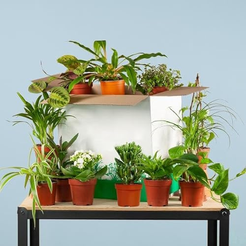 Zimmerpflanzen Set – 12 Pflanzen – Rette Mich Box – Überraschungs-Indoor-Pflanzen – Verschiedene Topfgrößen 5–17 cm