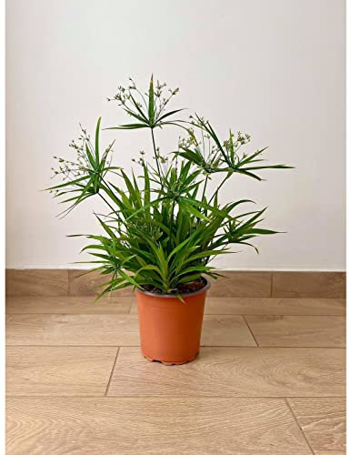 Pianta di Papiro - Dimensione Vaso Vaso 18cm