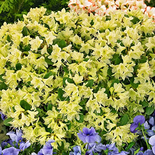 Rhododendron Shamrock Outdoor Plants | Garden Ready Evergreen Dwarf Shrubs | Potted Yellow Spring Flowering Rhododendrons in 1L Pots