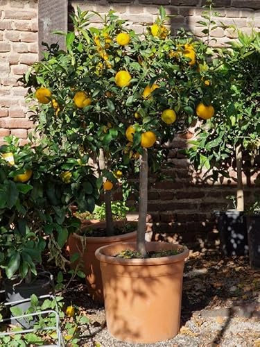 Pianta di Agrumi di Sicilia Yuzu 12 anni in Mastellino ø40 cm Vivaio di Castelletto