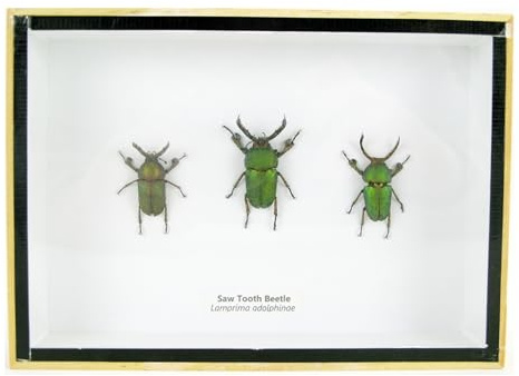 Echte exotische riesige Käfer, Insekten und Krabbler im Schaukasten - Insekten - Taxidermie (3x Saw Tooth Beetle, XL)