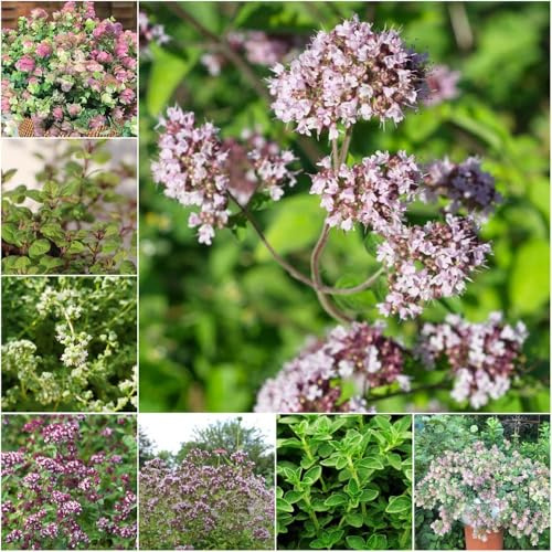 oregano - Seltene oregano - balkonpflanzen winterhart pflanztopf bodendecker winterhart winterharte kübelpflanzen bio grünpflanzen 220samen