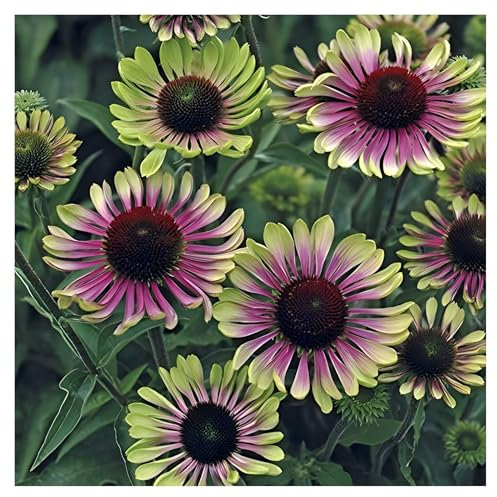 10 x Echinacea purpurea 'Green Twister' (Stauden/Staude/Mehrjährig/Winterhart) Bunt Grüner Purpursonnenhut - Ein einzigartiges Farbspiel für den Garten - sehr Bienenfreundlich - von Stauden Gänge