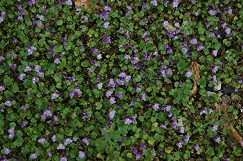 Cymbalaria muralis ca. 9x9 cm Topf - Zimbelkraut, zarte violette Blüten, Blütezeit April-September, ideal für Mauern und Steingärten, pflegeleicht