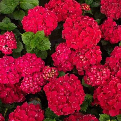comprar semillas de hortensia, plantas de jardín rocas resistentes semillas flores plantas raras orgánicas jardín exterior resistentes flores otoño Decoración jardín para exteriores 200pcs