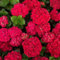 comprar semillas de hortensia, plantas de jardín rocas resistentes semillas flores plantas raras orgánicas jardín exterior resistentes flores otoño Decoración jardín para exteriores 200pcs