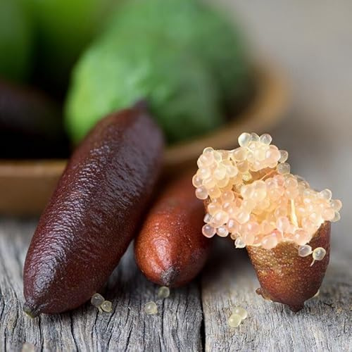 CITRUS LIMON 'FINGER LIME ROSSO' AUSTRALIANO -10 SEMI FRESCHI LIMONE CAVIALE