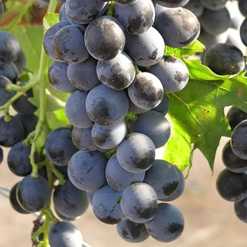 Tafeltraube 'Muscat Bleu®' - blaue Traubenrebe für den Garten - 1 Traubenpflanze von Pflanzen-Kölle im 3 Liter Topf - Vitis vinifera Muscat Bleu