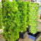 Aquaponics - Juego de torre hidropónica vertical con 45 agujeros para invernadero de granja