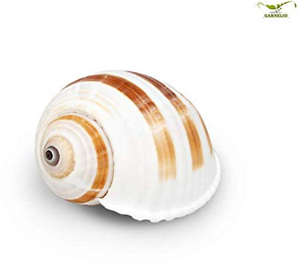 Garnelio Landeinsiedler Ersatzhaus XL - 8cm