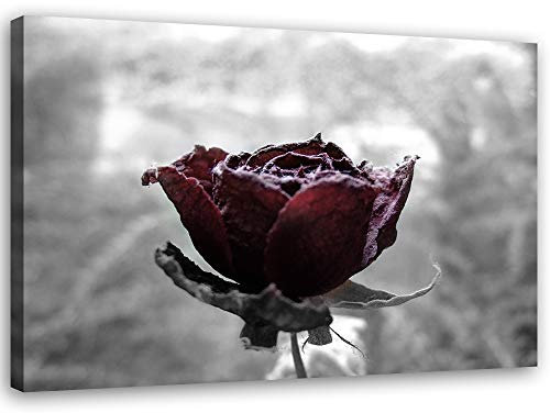 Feeby Bild auf Leinwand Blumen Rote Rosen XXL 120x80 cm 1Teilig Wohnzimmer Schlafzimmer Bilder Wandbilder Modern Leinwandbilder Wanddekoration Kunstdruck Wand Deko Design Natur Pflanzen Grau