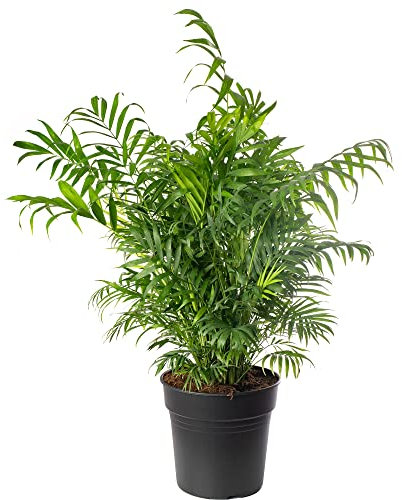 Chamaedorea Elegans Large Indoor House Plant Real Evergreen Tall Parlour Palm Big Exotic Rare Plants (70-80cm (Incl. Pot))
