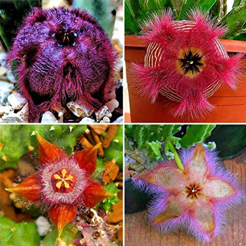 AGROBITS Tipo 4: Nueva Stapelia Fácil GrowColorful Mamaria S5DY