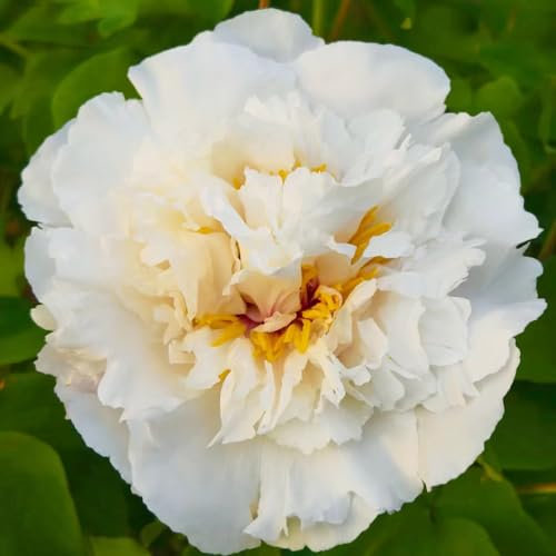 8 pcs pfingstrosen baum zwiebeln - dekopflanzen dachbegrünung pfingstrose,Paeonia suffruticosa, flower mittagsblume winterhart robuste balkonpflanzen winterhart balkonpflanzen