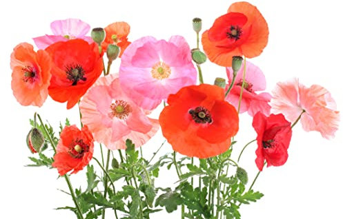 10.000 Samen Klatschmohn Mischung Rot Pink Töne Blumenwiese Bienen Wiese Mohn