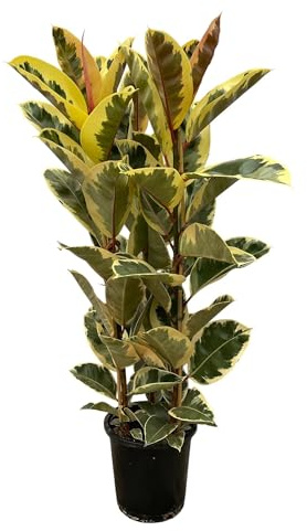 Ficus Elastica 'Tineke' – Gummibaum – Zimmerpflanze – Ø28cm – Höhe ca. 160cm – Großblättrige, pflegeleichte Pflanze – Für helle Innenräume & Büros