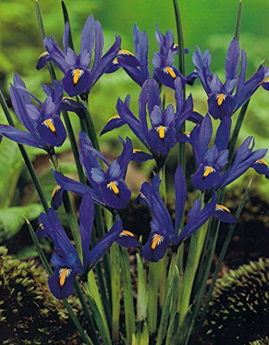 Iris Reticulata Zwergiris (25 Blumenzwiebeln)