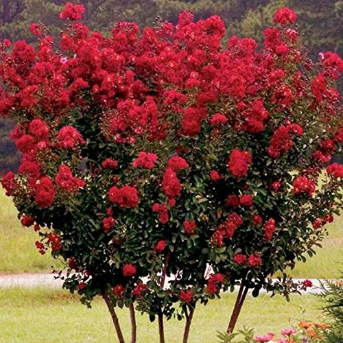 Lagerstroemia indica rossa Dynamite pianta in vaso ø24 cm | Vivaio di Castelletto