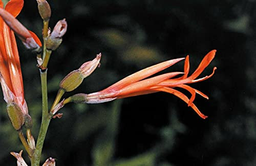 Canna Lily Tuerckheimii Giant 10 Seeds Organic