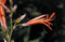 Canna Lily Tuerckheimii Giant 10 Seeds Organic