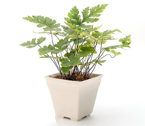 100 pcs farn zimmerpflanze samen - deko pflanze zimmerpflanzen,Pteridium aquilinum, topfpflanzen plants indoor garden historisches saatgut kübelpflanzen winterhart mehrjährig