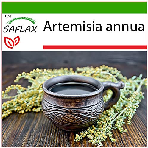 SAFLAX - Heilpflanzen - Chinesischer Beifuß - 250 Samen - Mit keimfreiem Anzuchtsubstrat - Artemisia annua