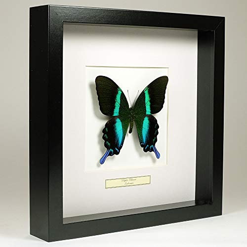 Papilio Blumei - Peacock Butterfly - Vrai Papillon de taxidermie monté sous Verre dans Un Cadre Fait Main en Bois Noir