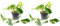 2er-Set Efeutute - echte Zimmerpflanze, Epipremnum aureum - Höhe ca. 15 cm, Topf-Ø 12 cm