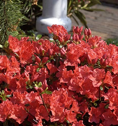 Japanische Azalee Geisha Orange 30-40cm - Rhododendron obtusum - Alpenrose