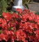 Japanische Azalee Geisha Orange 30-40cm - Rhododendron obtusum - Alpenrose