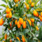 40 semillas de kumquat naranja