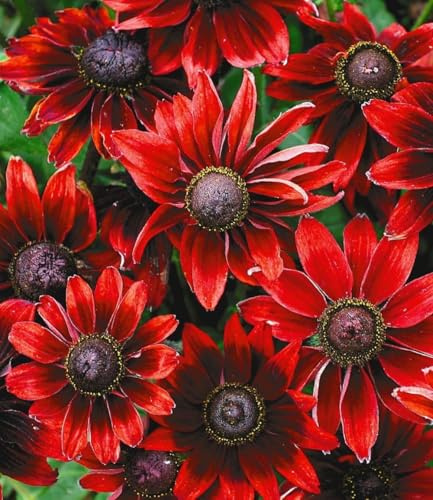 BALDUR Garten 9x Sonnenhut Rudbeckia Cherry Brandy, Pflanzen im 9x9 cm-Topf