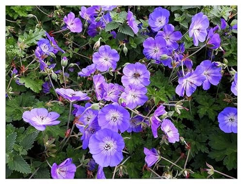 10 x Geranium 'Rozanne ®' im 1 Liter Topf (Winterhart/Stauden/Staude/Mehrjährig/Bodendecker) Storchschnabel - Farbenpracht von Frühling bis zum ersten Frost - Dauerblüher - von Stauden Gänge