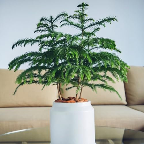 30 Pc Semillas De Araucaria - Araucaria Heterophylla - Plantas De Balcón Para El Invierno, Semillas De Árboles. Semillas De Araucaria Araucana, Semillas De Plantas De Interior, Plantación