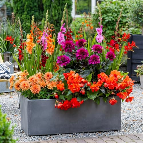 25 fiori estivi cipolle Rainbow Pot Mix (25 bulbi) gladioli, dalie, begonie, crocosmia | miscela esclusiva di olandese | piante perenni per giardino, vasi (grandi tuberi)