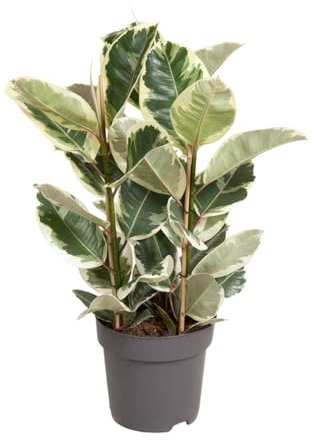 Ficus Elastica Tineke - 90-100cm - Ø27cm - Pianta d'appartamento - Sempreverde
