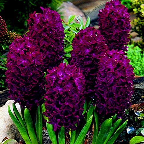 Shopmeeko Samen: 100pcs / bag Hyacinth Pflanzen Bonsai-Blumen-Garten (nicht Hyazinthe Glühbirne) Holland hydroponische Blume Outdoor-Anlage: 17