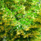 lindenbaum kaufen samen - geschenke winterharte pflanzen linden baum zimmerbonsai bonsai winterharte stauden pflanzensamen gewächshaus balkon winterharte stauden mehrjährig bio saatgut 8pcs