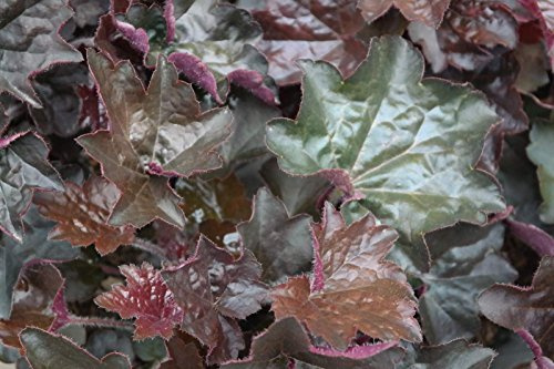 Stauden Gänge 1 x Heuchera americana 'Palace Purple' winterhart | Roter Bodendecker für Halbschatten bis Schatten, Blüte Juni bis August, mehrjährig, 9x9 cm Topf