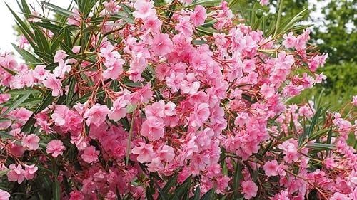 Oleandro 3 Piante, Nerium Oleander, Piante in Vaso da ø 9 cm, Pianta di Vari Colori, Vivaio di Castelletto