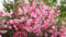 Oleandro 3 Piante, Nerium Oleander, Piante in Vaso da ø 9 cm, Pianta di Vari Colori, Vivaio di Castelletto
