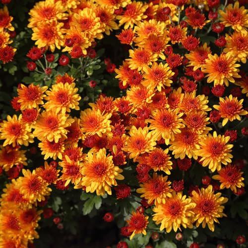 100 piezas de semillas de crisantemo - bonsái plantas de balcón en maceta crisantemo, crisantemo morifolium, plantas de jardín semillas de plantas decoración de balcón flores