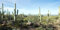 MIRRORANG 120x61cm Terrarium Background Blue Sky Desert Oasis Stone Cactus Reptile Habitat Background Durable Vinyl Background