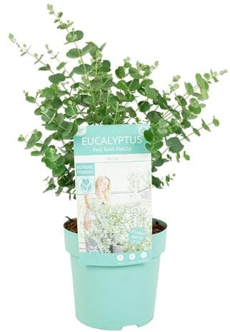 Eucalyptus Gunnii 'Azura' - Pianta di eucalipto - ⌀15 cm - 25-45 cm